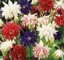 Аквілегія махрова. Розсада в контейнерах Д5.