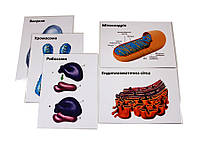 Модель-аппликация "Строение клетки" (ПВХ, магнитное крепление)