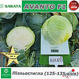 Пізньостигла капуста АВАНТО F1 / AVANTO F1, ТМ Sakata (Японія), 1000 насінин, фото 2