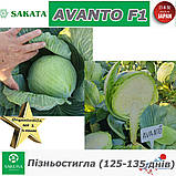 Пізньостигла капуста АВАНТО F1 / AVANTO F1, ТМ Sakata (Японія), 1000 насінин, фото 3