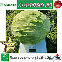 Капуста пізня АКОРД F1 / AССORD F1, ТМ SAKATA (Японія), 1000 насінин