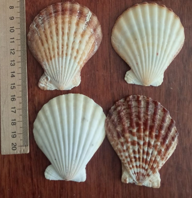 Мушля морська натуральна плоска