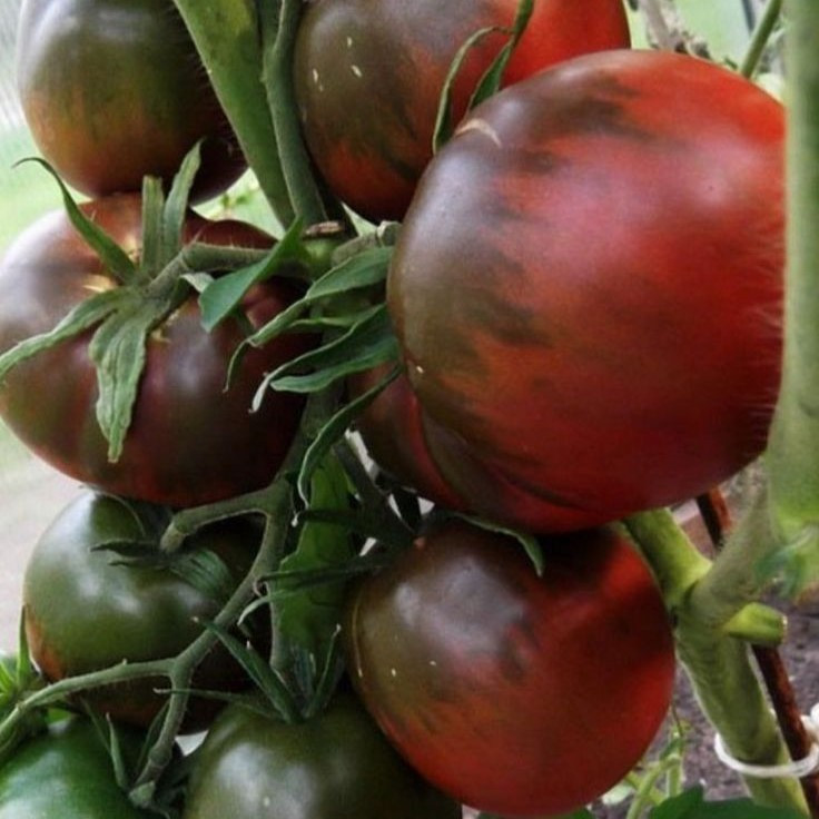 Сашер F1 (100 нас.) насіння томату Yuksel seeds, фото 1