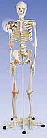 Модель кістяка людини 'Лев' з суглобовими зв'язками