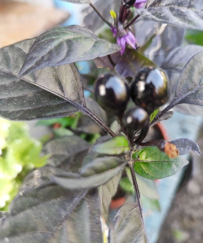 Плоди перець Blak Pearl (Чорна Перлина) 1 штука