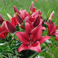 Набір 5 цибулин Лілія низькоросла Miss America 12/14