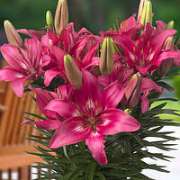 Набір 5 цибулин Лілія азіатська низькоросла Trendy Dakota 12/14