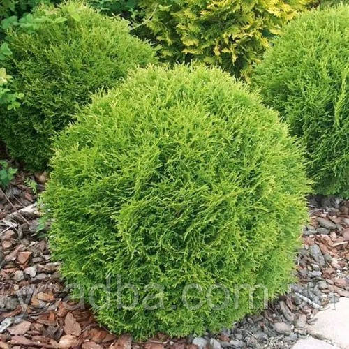 Туя західна Кобольд (горщик 0,5 л), фото 1