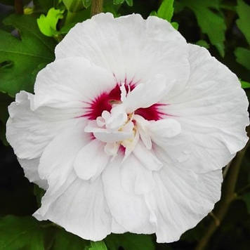 Гібіскус сирійський Чайна Шиффон (горщик 0,5 л)