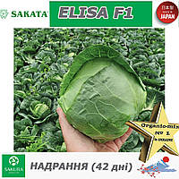 Капуста надрання Еліза F1, ТМ Sakata (Японія), 1000 насінин