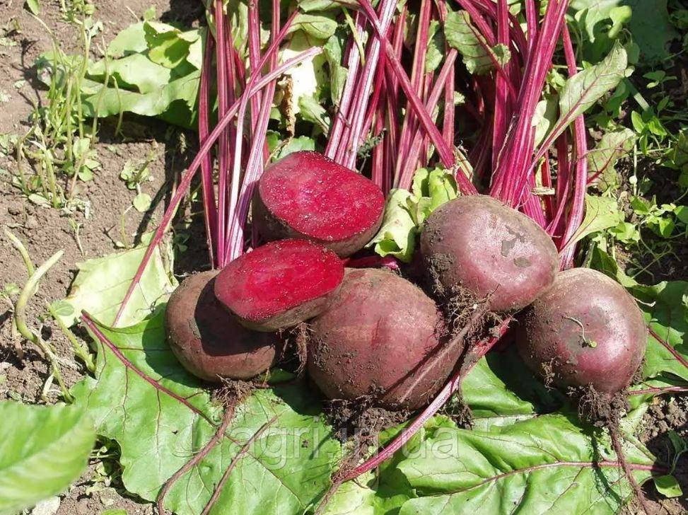 Буряк Водан F1, 2гр.  Нідерланди.