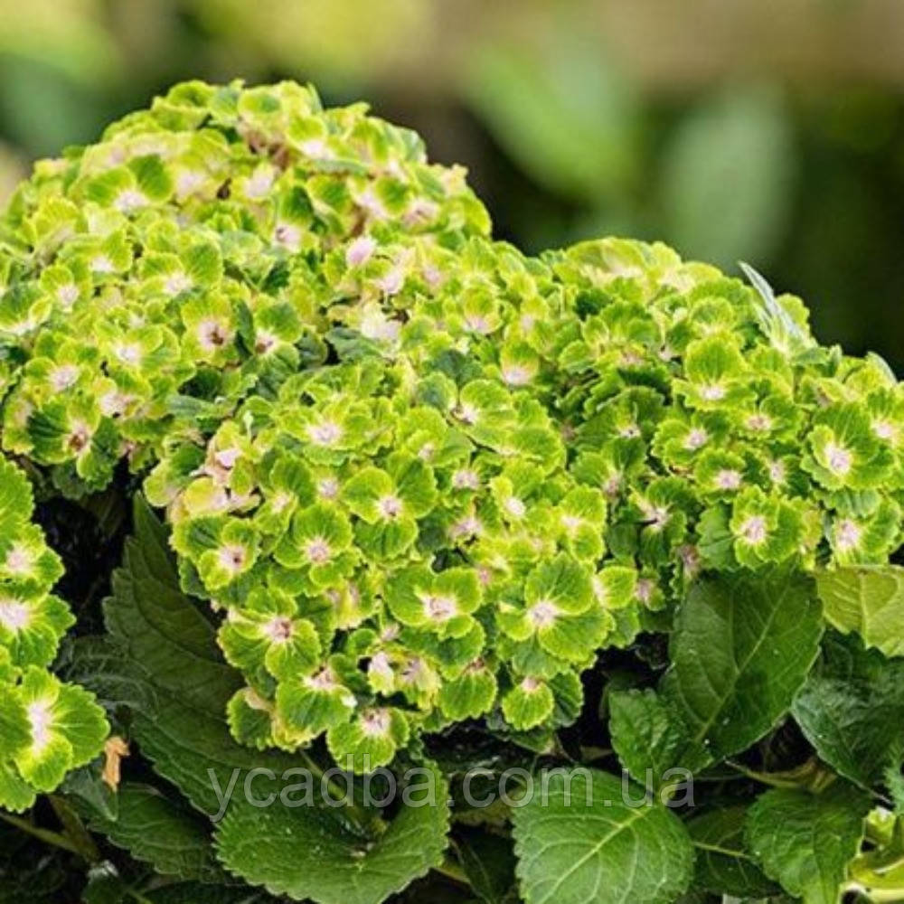 Гортензія крупнолистова Рембрандт Вібрант Верді,Rembrandt Vibrant Verde (горщик 2л)