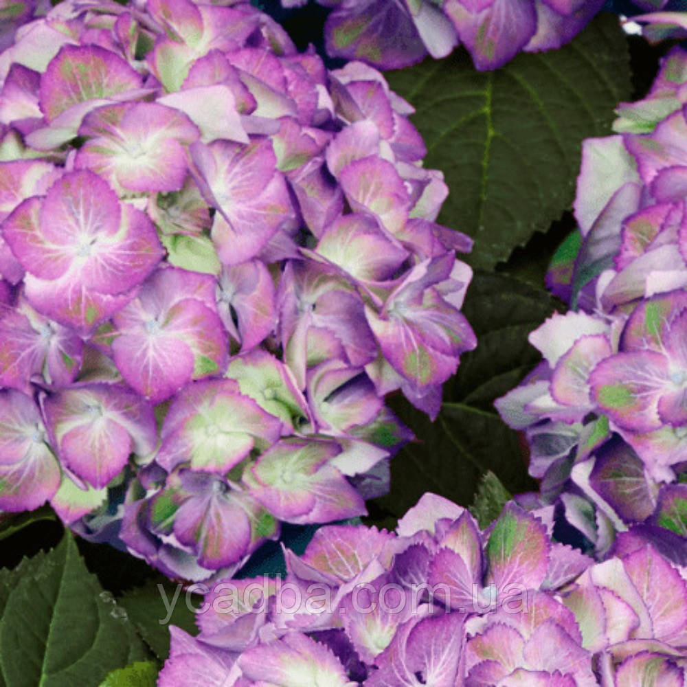 Гортензія Світ Ліпс Пурпл 222-119-94 (горщик 2л), фото 1