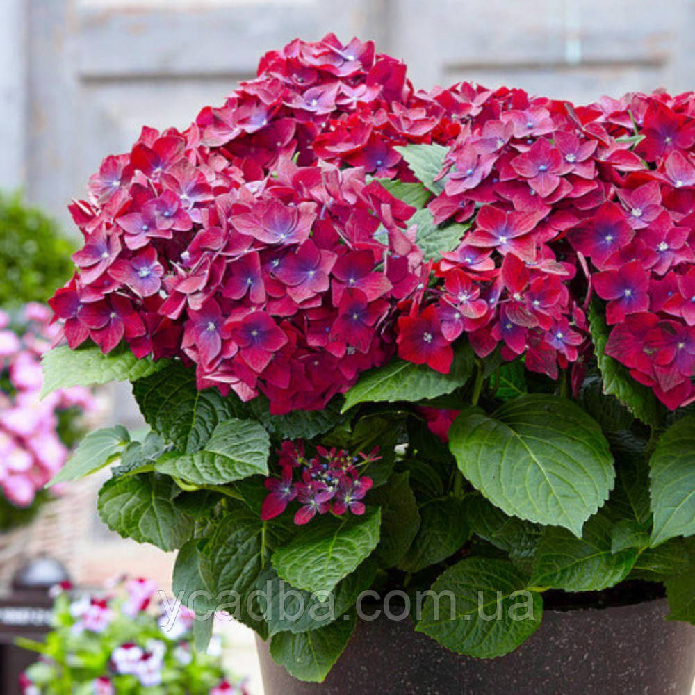 Гортензія крупнолистова Хот Ред Перпл (горщик 2л), фото 1