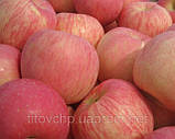 Яблуня Фуджі, фото 2