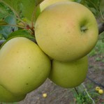 Голден делишес "яблоко-груша" - фото 1 - id-p6794765
