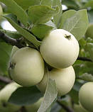 Яблуня Білий налив, фото 2
