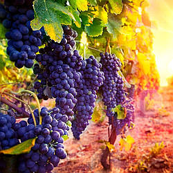 Як правильно посадити і доглядати за виноградом