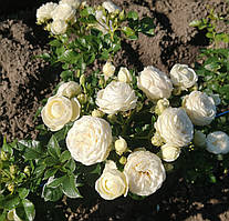 Троянда Артеміс. Шраб. (ввв)