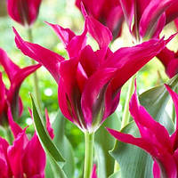 Набір 5 цибулин Тюльпан Doll's Minuet 11/12