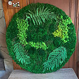 Композиційне панно з моху та папороті, фото 2