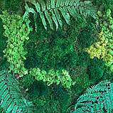 Композиційне панно з моху та папороті, фото 3