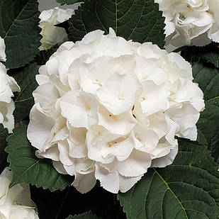 Саджанці Гортензії (3-річна) Айс Бой, крупнолистна (Hydrangea macrophylla Ice Boy) С2