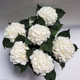 Саджанці Гортензії (3-річна) Айс Бой, крупнолистна (Hydrangea macrophylla Ice Boy) С3