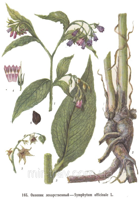 Окопник лекарственный корень (Живокост) лучшего качества от МирТрав ...