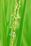 Борошно рисова Органик-Продукт 1000г, фото 3