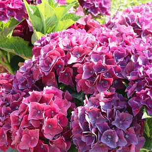 Саджанці Гортензії (3-річна) Спіді Ред Ліла, крупнолистна (Hydrangea macrophylla Speedy Red Lila) С2
