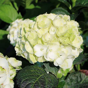 Саджанці Гортензії (3-річна) Кайпірінья, крупнолистна (Hydrangea macrophylla Caipirinha) С2