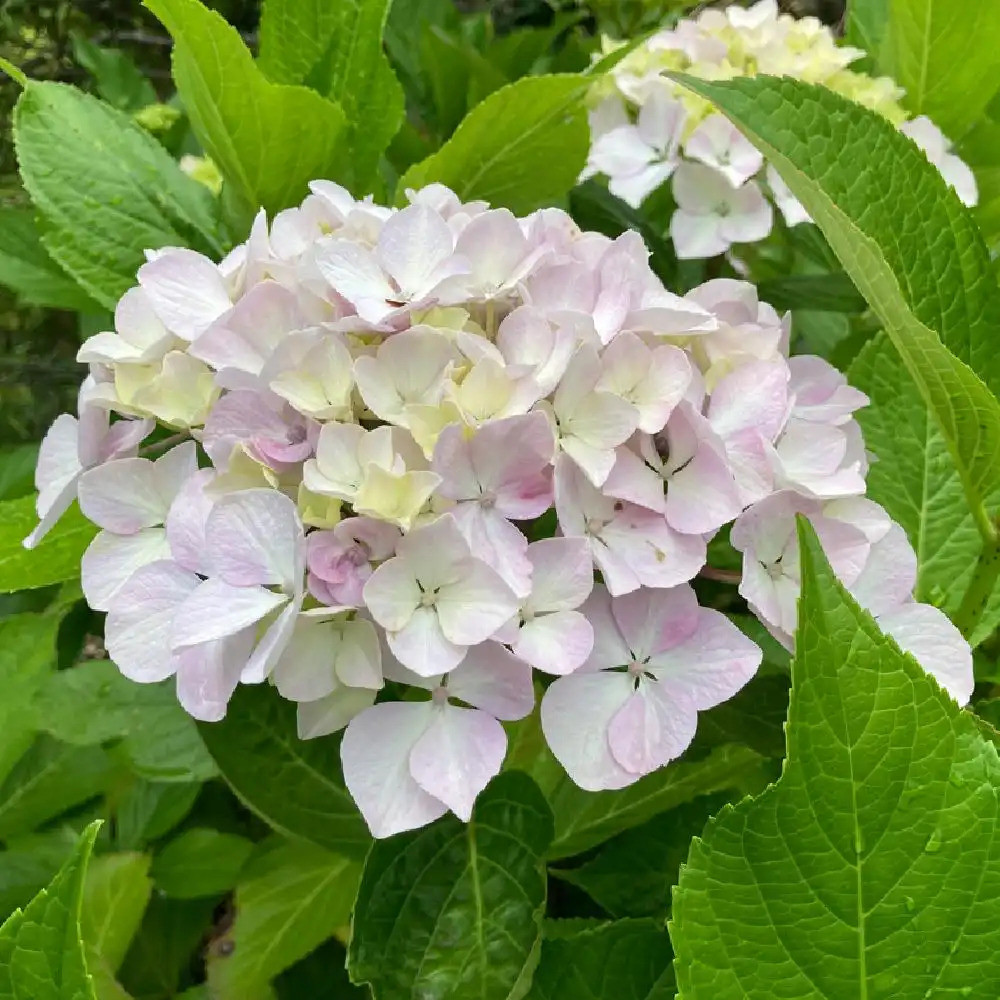 Саджанці Гортензії (3-річна) Соер Терез / Сестра Тереза, крупнолистна (Hydrangea macrophylla Soeur Therese) С2