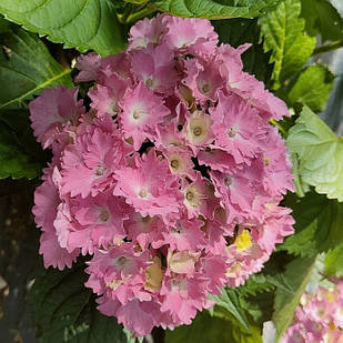 Саджанці Гортензії (3-річна) Європа, крупнолистна (Hydrangea macrophylla Europa) С2