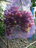 Сітка для захисту винограду від ос фіолетова 28х40 см 5 кг. 100шт, фото 4
