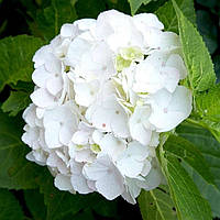 Саджанці Гортензії (3-х річна) Айс Бой, крупнолистна (Hydrangea macrophylla Ice Boy) С2