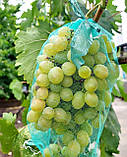 Сітка-мішок для винограду 28х40 см, 5 кг, зелена, фото 4