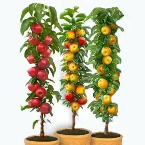 КОЛОНОВИДНІ САДЖАНЦІ