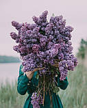 Дифузор для дому Blue Lilac (Блакитний бузок) аромадифузор Collines de Provence, 100 мл, фото 6