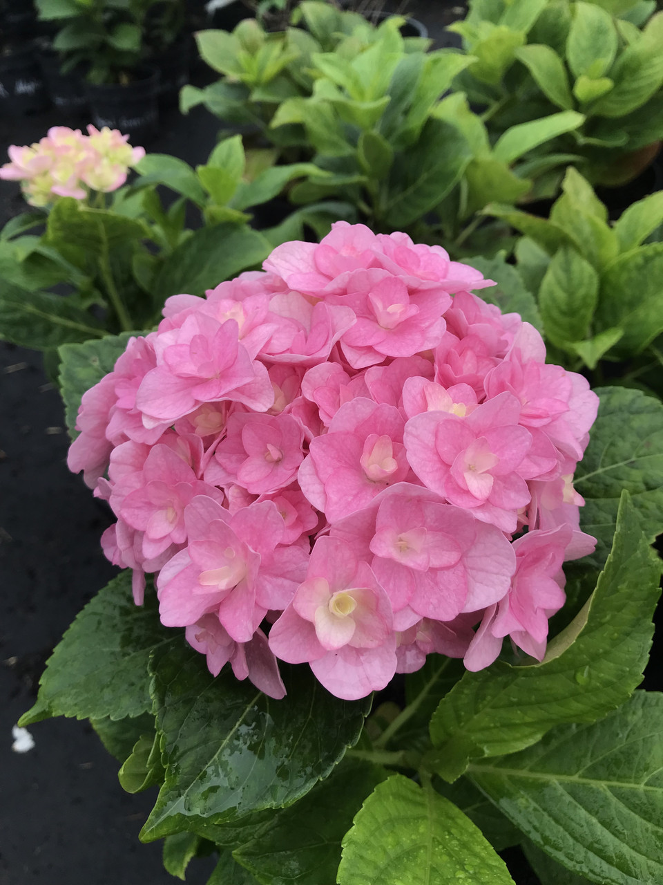 Гортензія великолистова Florentina Pink (Флоретинта Пінк) махрова гор.3л
