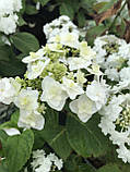 Гортензія крупнолистова Doppio Bianco® c2, фото 2