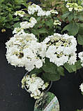 Гортензія крупнолистова Doppio Bianco® c2, фото 7