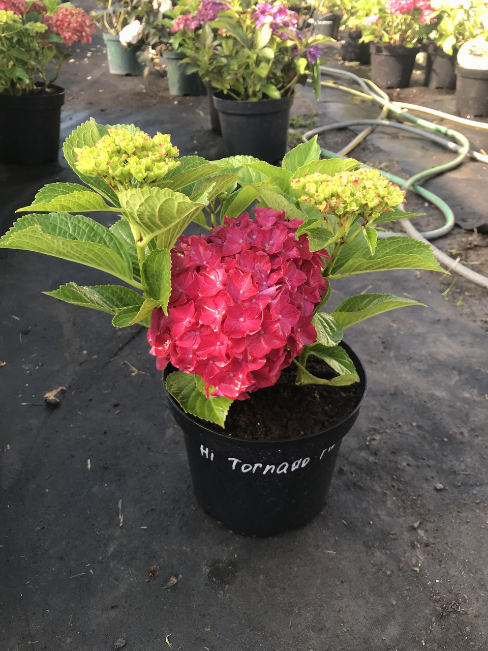 Гортензия крупнолистная 'Hi Tornado (Хай Торнадо) гор 3л: продажа, цена ...