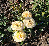 Трояна Карамель Антік, фото 4