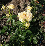 Трояна Карамель Антік, фото 6