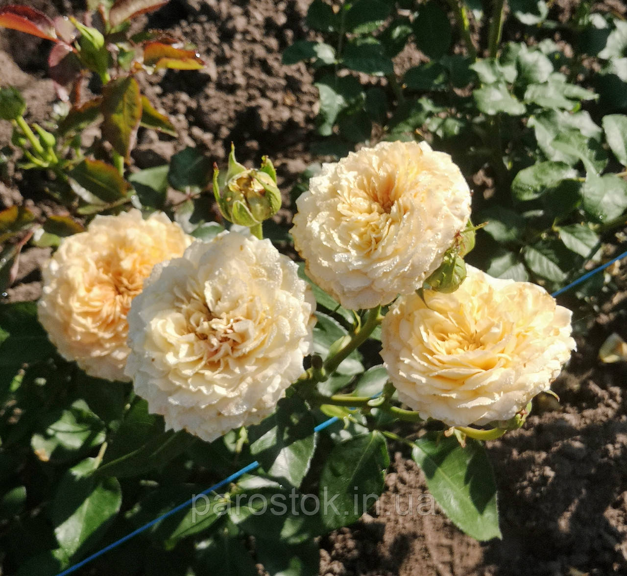 Трояна Карамель Антік, фото 1