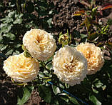 Трояна Карамель Антік, фото 3