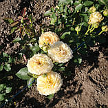 Трояна Карамель Антік, фото 2