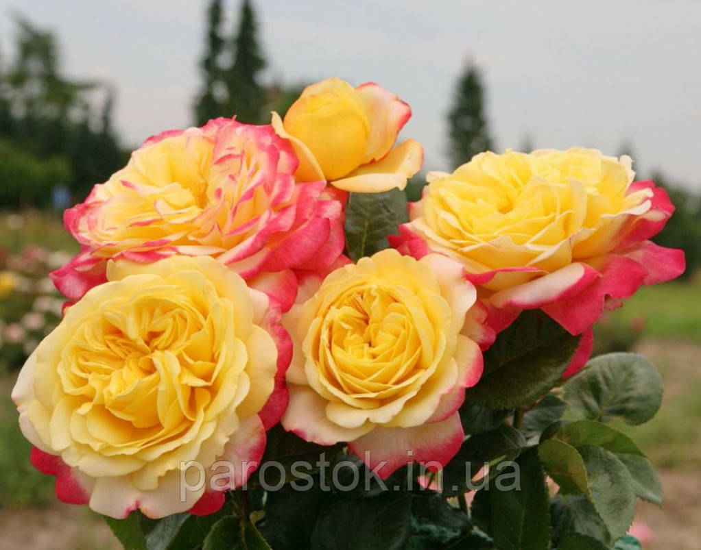 Троянда Кордес Джубілі., фото 1