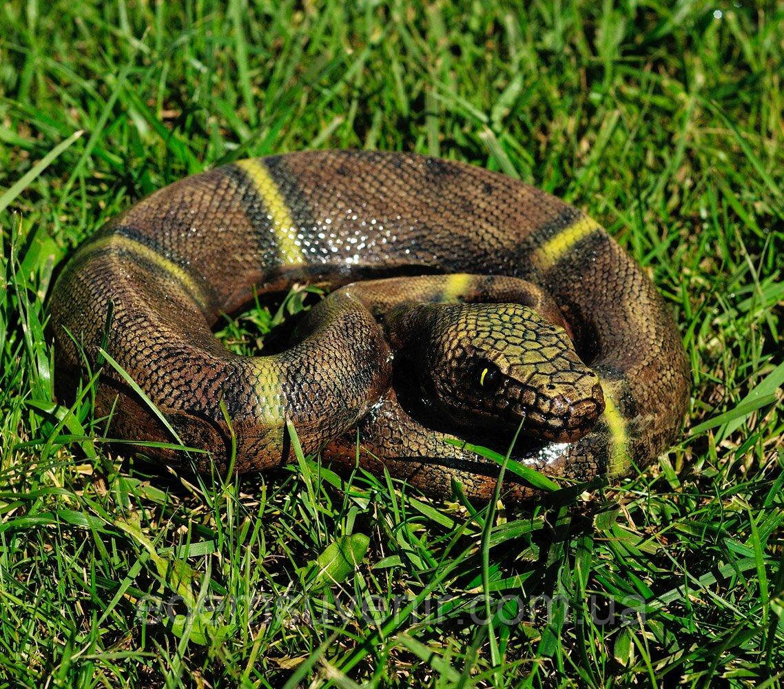 Садова фігура Змія